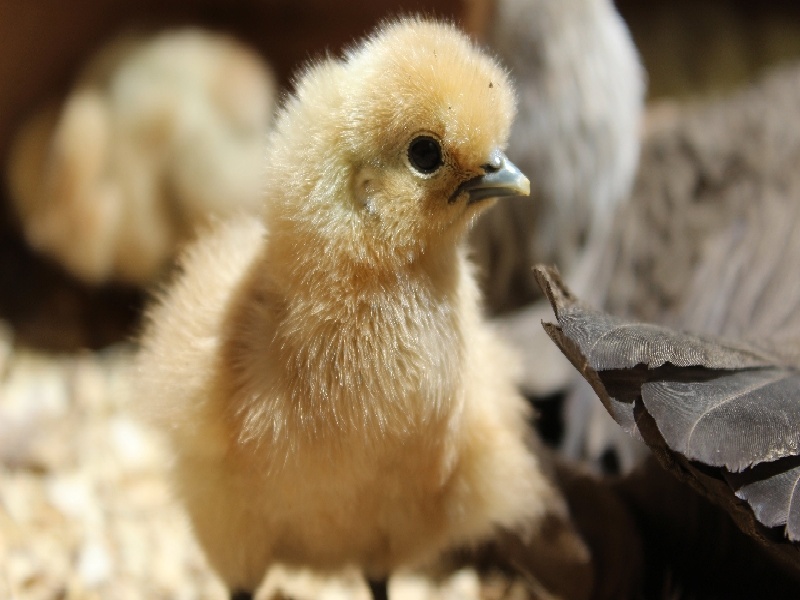 杭州代怀最好医院,泰国试管价格高吗？-杭州有没有供卵机构_杭州供卵试管医院